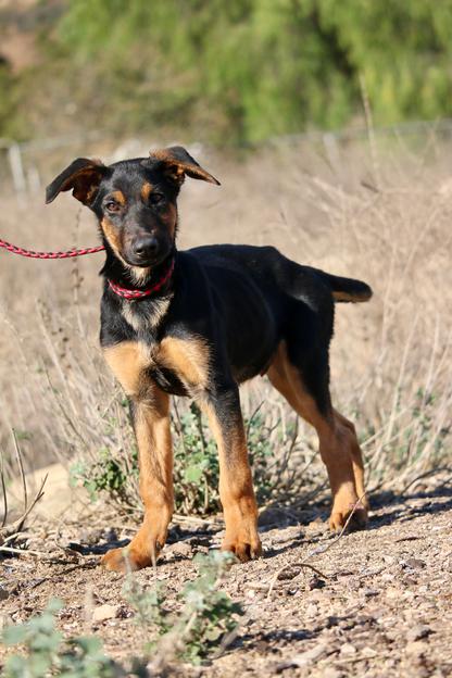 Half doberman half german hot sale shepherd