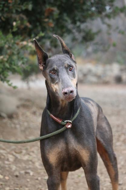 Grey doberman for sale 2025