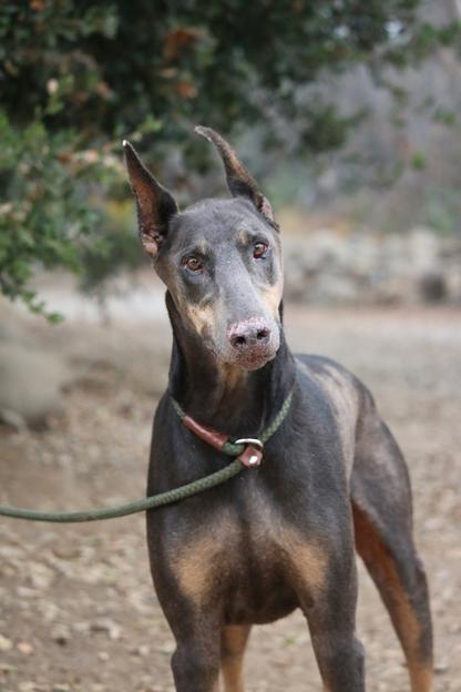 grey doberman