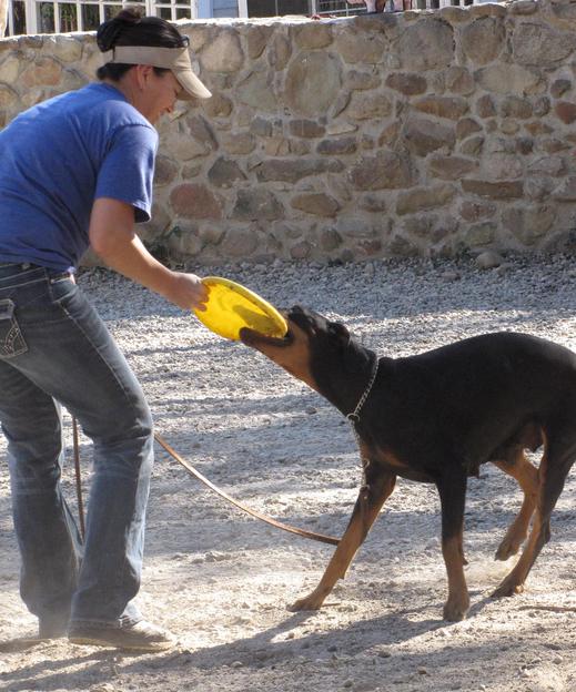 doberman and little paws rescue