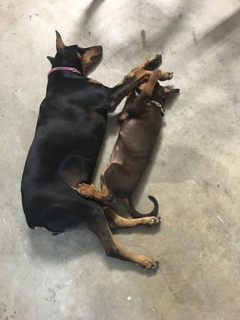 doberman and little paws rescue