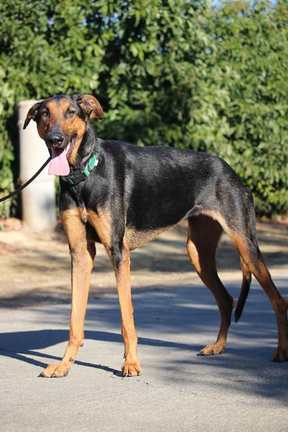 doberman greyhound mix